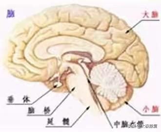 腦嗚的原因|醫砭 » 症狀鑑別 » 腦鳴